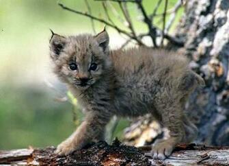 Source Url Wallpaperjoy Baby Animals Background Html