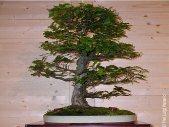 Bonsai Wallpaper Desktop HD