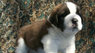 St Bernard Puppies Wallpaper
