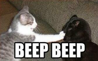 Wallpaper Funny Cats Saying Things HD