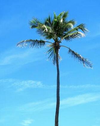 Description Tropical Palm Tree Jpg