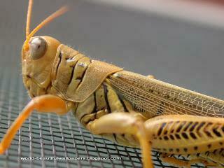 Beautiful Wallpaper Grasshoppers