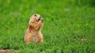 Wallpaper Gopher Grass Food Animal Full HD
