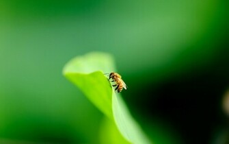 Bee Wallpaper HD Pictures One Background