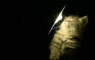 Christmas Cat Desktop Kitten Wallpaper Dopepicz