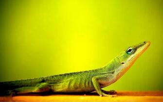 Lizard Wallpaper High Quality