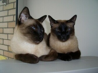 Siamese Cat Wallpaper