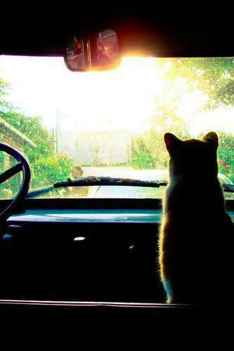 Cat In An Old Car Wallpaper For iPhone 3g 3gs