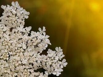 Queen Anne S Lace Achtergrond Gratis Stock Foto Public Domain