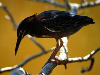 Green Heron Wallpaper Birds Animals In Jpg Format For
