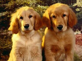 Golden Retriever Wallpaper HD