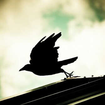 Bird Silhouette iPad Wallpaper