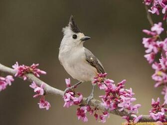Birds Wallpaper Bird