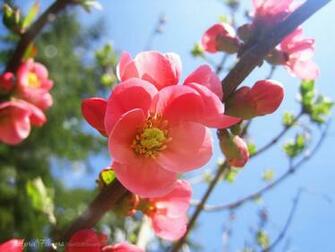 April Flowers By Love1008 Twiwa Mine Nu