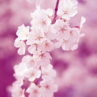 Cherry Blossoms Wallpaper Photos Kate Net Created