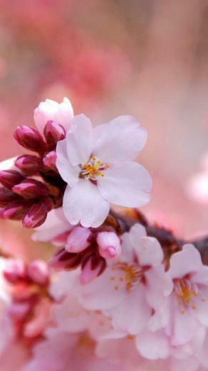 Flower iPhone 5s Wallpaper HD And