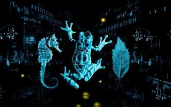 Mathematics Seahorses Wallpaper Entertainment HD