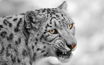 Desktop Wallpaper Animals
