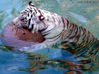 Tiger Wallpaper Pack Cute Girls Celebrity
