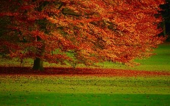 Autumn Foliage Wallpaper And Image Pictures Photos