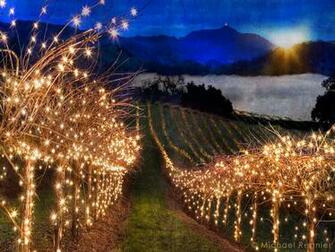 Vinography Image Vineyard Lights A Wine