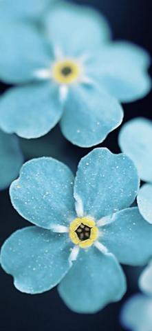 Forget Me Blue Flowers iPhone Wallpaper