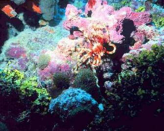 Coral Reef02 Wallpaper Ocean Nature Collection