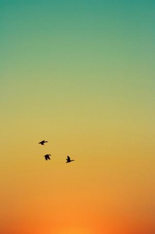 Yellow Bird Pictures Image