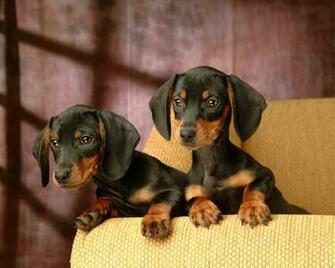 Miniature Dachshund Puppies Wallpaper Puppy Pictures