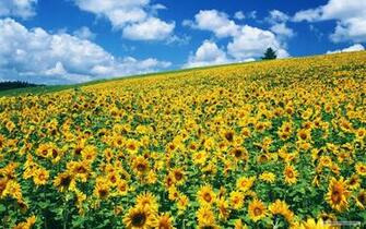 Wallpaper Sunflower Road Field Desktop In Car