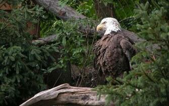 American Bald Eagle Desktop Pc And Mac Wallpaper