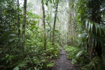 Rainforest Trail Desktop Wallpaper Iskin Co Uk