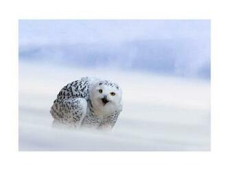 Screensavers For iPhone Snowy Owl Owls Snow Wallpaper