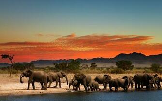 Elephants In African Savanna 4k Ultra HD Wallpaper Net