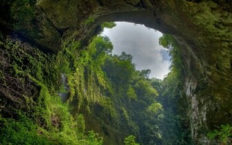 Jungle Fascination Wallpaper Myspace Background