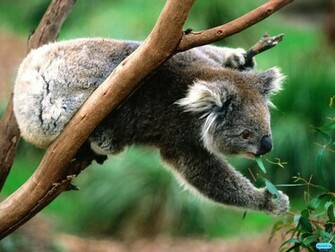 Animals Wallpaper The Best Animal You Ever Had Seen