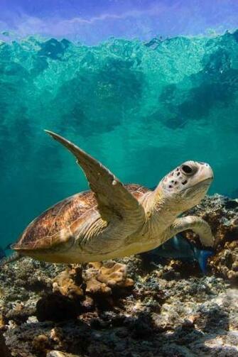 Honu Green Sea Turtle Hawaii Nei Background