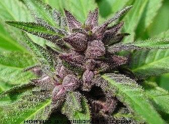 Purple Haze Bud Image Picture Code
