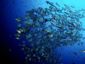 School Of Fish Wallpaper