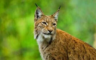 Bobcat Computer Wallpaper Desktop Background