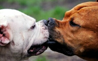 HD Dogs Wallpaper And Photos Animals