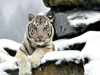 Siberian Tiger Wallpaper