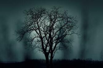Photo Of Bare Tree During Night Time Image