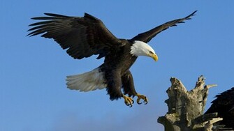 Eagle HD Wallpaper