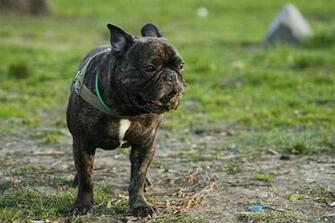 French Bulldog Computer Wallpaper Desktop Background Id