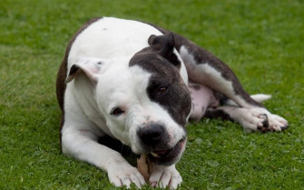 Colby Pitbull Wallpaper