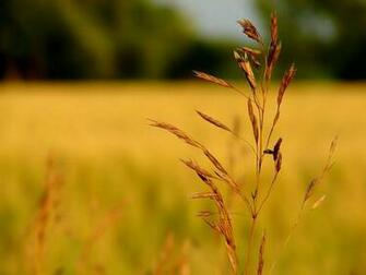 Old Wallcoo Net Nature Vista Ants10 Jpg