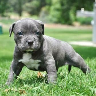Pitbull Puppies Wallpaper Keywords Here