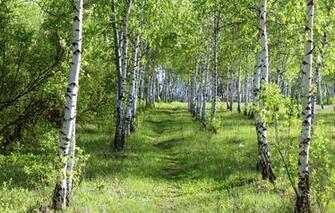 Wallpaper Summer Day Forest Birch Wood Grass Beauty