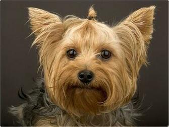 Funny Dog Wallpaper HD For Desktop